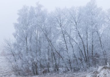 Orman örtüsü, kışın donan ağaçlar.