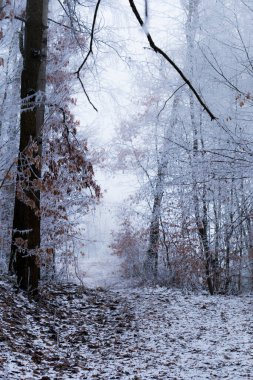 Orman örtüsü, kışın donan ağaçlar.