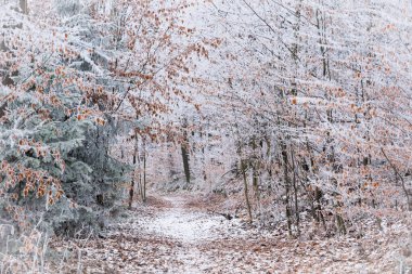 Orman örtüsü, kışın donan ağaçlar.