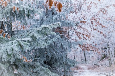 Orman örtüsü, kışın donan ağaçlar.