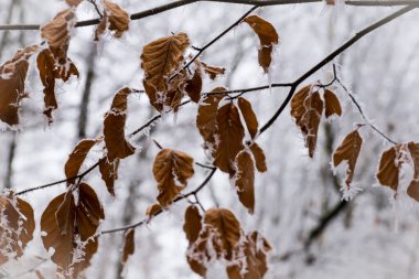 Orman örtüsü, kışın donan ağaçlar.