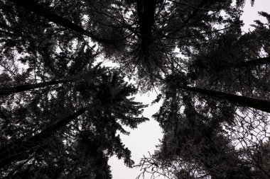 Orman örtüsü, kışın donan ağaçlar.