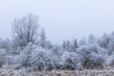 Orman örtüsü, kışın donan ağaçlar.
