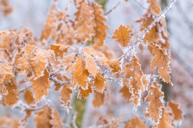 Orman örtüsü, kışın donan ağaçlar.