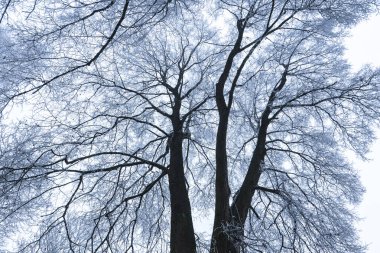 Kışın donmuş büyük bir ıhlamur ağacı.