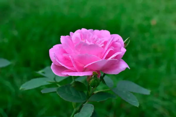 Mawar Bunga Merah Muda Taman Alam Merah Tanaman Cinta Bunga — Stok Foto