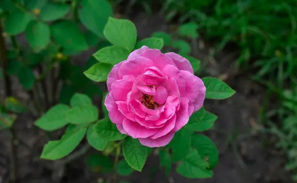 Mawar Bunga Merah Muda Taman Alam Merah Tanaman Cinta Bunga — Stok Foto