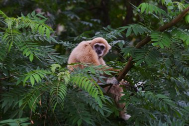 Gibbon is a species on a large tree. clipart