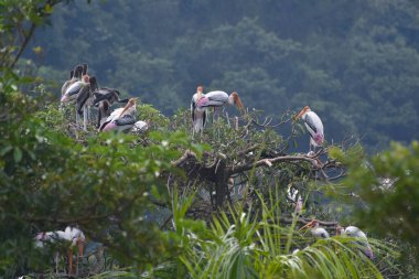 Kuşlar, hayvanat bahçesinin ağaçlarında bulunan kuşlardır..
