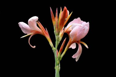 Çiçekler siyah arka planı olan pembe çiçeklerdir..