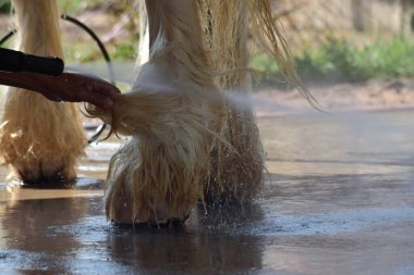 At ahırdaki bir attır. İnsanlar banyo yapıyor.