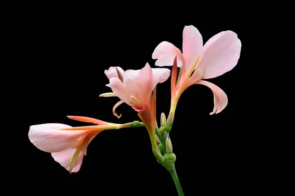 Flores Son Flores Color Rosa Con Fondo Negro — Foto de Stock
