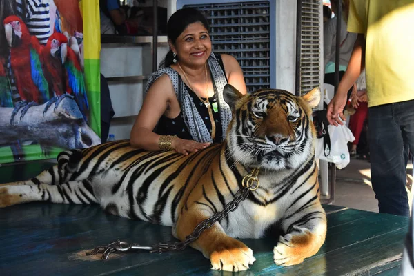 Тигр Женщина Фотографируется Тигром Зоопарке — стоковое фото
