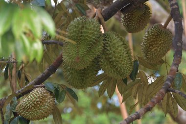 Durian meyve bahçesi. Olgun durianlar ağaçta.