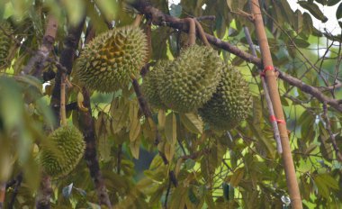 Durian meyve bahçesi. Olgun durianlar ağaçta.