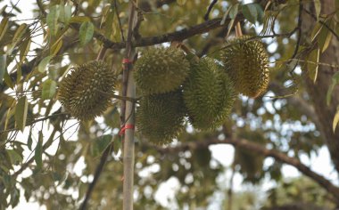 Durian meyve bahçesi. Olgun durianlar ağaçta.