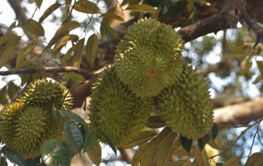 Durian meyve bahçesi. Olgun durianlar ağaçta.