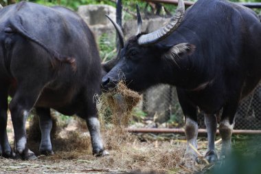 Birçok bufalo ot yiyor..