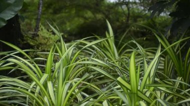 Bahçede taze ve serin görünen bir sürü renkli yaprak var.