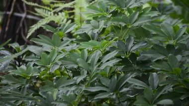 Bahçede taze ve serin görünen bir sürü renkli yaprak var.