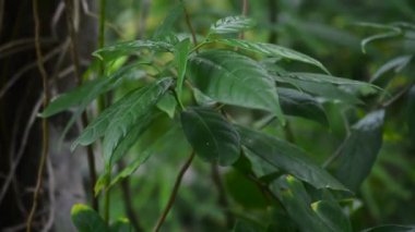 Bahçede taze ve serin görünen bir sürü renkli yaprak var.