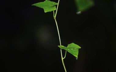 Yeşil yaprakların üzerine su damlaları düşer.