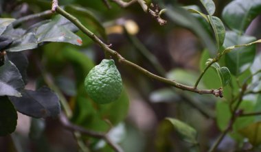 Kaffir limonu yeşil bir ağaçta bulunan bir kaffir limonudur..