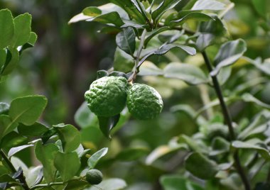 Kaffir limonu yeşil bir ağaçta bulunan bir kaffir limonudur..