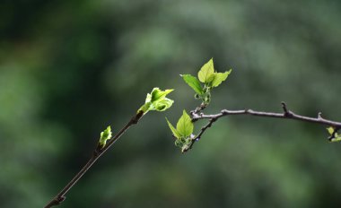 Dallarda yapraklar, güzel doğa, arka plan resmi yapmak için..