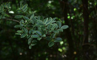 Ormanda yeşil yapraklar, arka plan resimleri yapmak için doğal..