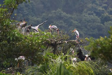 Kuşlar yiyecek bulmak için uçuyorlar. Doğal kuşlar..