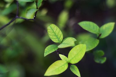 Doğa arka planı, çiçekler, yapraklar ve tuğlalar