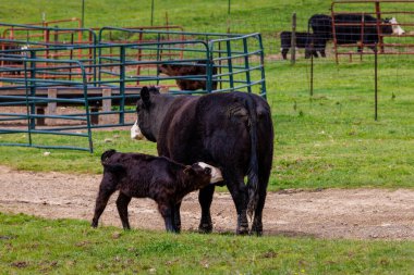 Anne İnek emziriyor. Siyah Hereford İnekleri