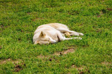 Uyuyan Köpek. Yorgun Çiftlik Köpeği ılık bir bahar gününde çimenlerde uyuyor.