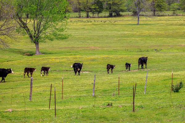 Αγελάδες Και Μόσχοι Περπατούν Βοσκότοπους Μια Ζεστή Ανοιξιάτικη Μέρα Κίτρινα — Φωτογραφία Αρχείου