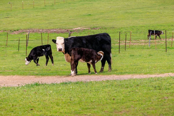 Mamá Vaca Amamantando Ternero Cálido Día Primavera Vacas Negras Hereford — Foto de Stock