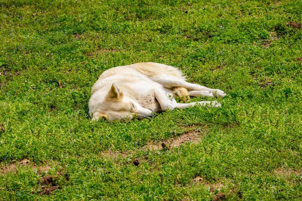 Sleeping Dog. Tired Ranch Dog sleeping in the grass on a warm spring day