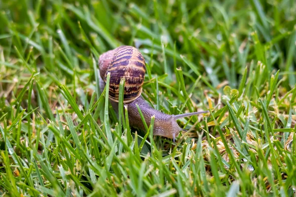 Snail Crawling Grass Early Morning Brown Garden Snail — Stock Photo, Image