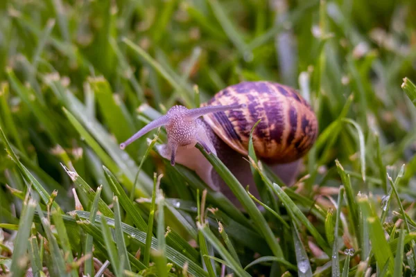 Snail Crawling Grass Early Morning Eating Blade Grass Brown Garden — Stock Photo, Image