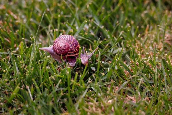 Snail Crawling Grass Early Morning Dew Lawn Brown Garden Snail — Stock Photo, Image