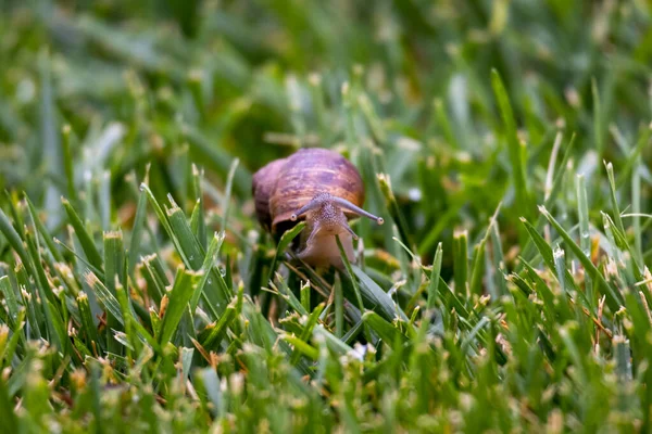 Escargot Dans Herbe Regardant Peut Voir Les Tentacules Les Yeux — Photo