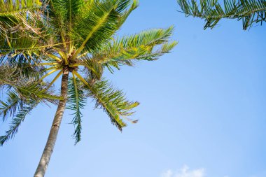 Deniz kenarındaki hindistan cevizi ağaçlarının fotoğrafı.