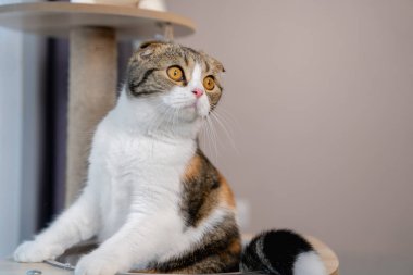 Şirin İskoç cins kedi, evdeki kedi ağacında fotokopi alanı var..