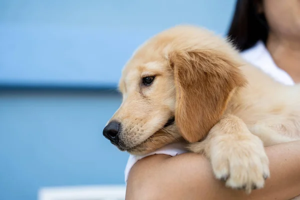 Mulher Abraçando Segurando Golden Retriever Cachorro Com Espaço Cópia — Fotografia de Stock