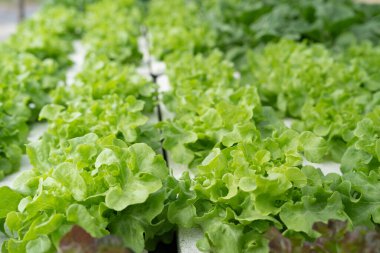 Salata çiftliği sebzeleri yeşil meşe marulu. Kapat. 
