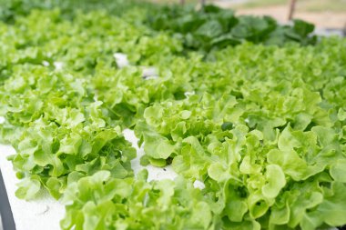 Bahçede yetişen yeşil meşe sebzeleri. Topraksız suda hidrofonik bitkiler, sağlıklı yiyecekler..