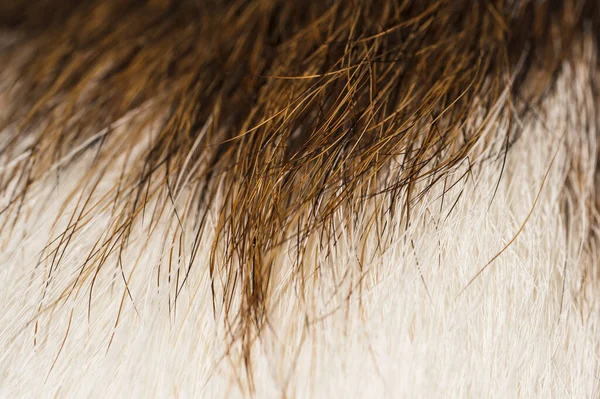 マクロ写真ジャック ラッセル犬の毛皮 — ストック写真