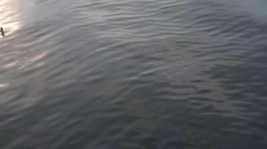 Sabahın erken saatlerinde su yüzeyinde ördek ve güneş ışığı ayrıntıları. Dalgalar ve doku video arkaplanı.