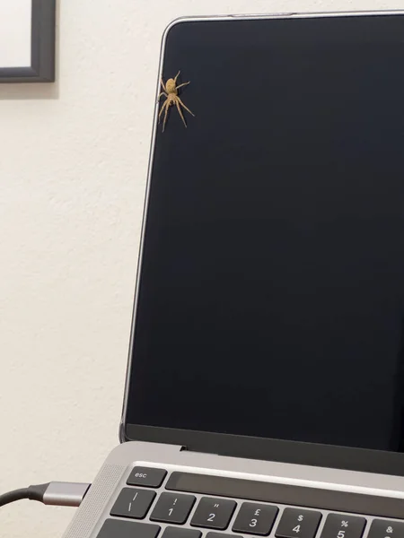 Pavouk Obrazovce Počítače Kanceláři Během Obchodní Schůzky — Stock fotografie