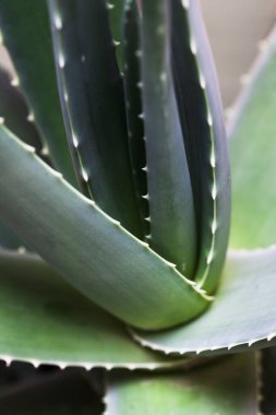 Kalın, etli yapraklarını ve tırtıklı kenarlarını vurgulayan bir aloe vera bitkisine yakın çekim.